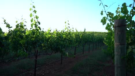 las filas de los viñedos se despliegan revelando el cielo azul en sonoma