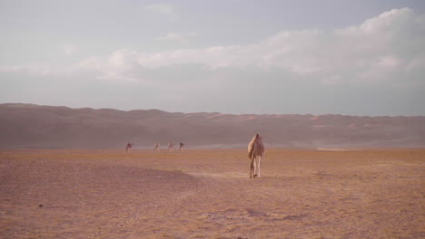 Camello-En-El-Desierto-De-Wahiba-Sands-De-Omán,-Arabia-Con-Viento