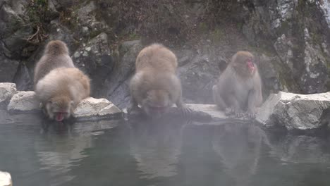 Rotgesichtige-Japanische-Makaken,-Auch-Bekannt-Als-Schneeaffen,-Trinken-Heißes-Quellwasser-In-Jigokudani-Nagano-Japan---Mittlerer-Schuss