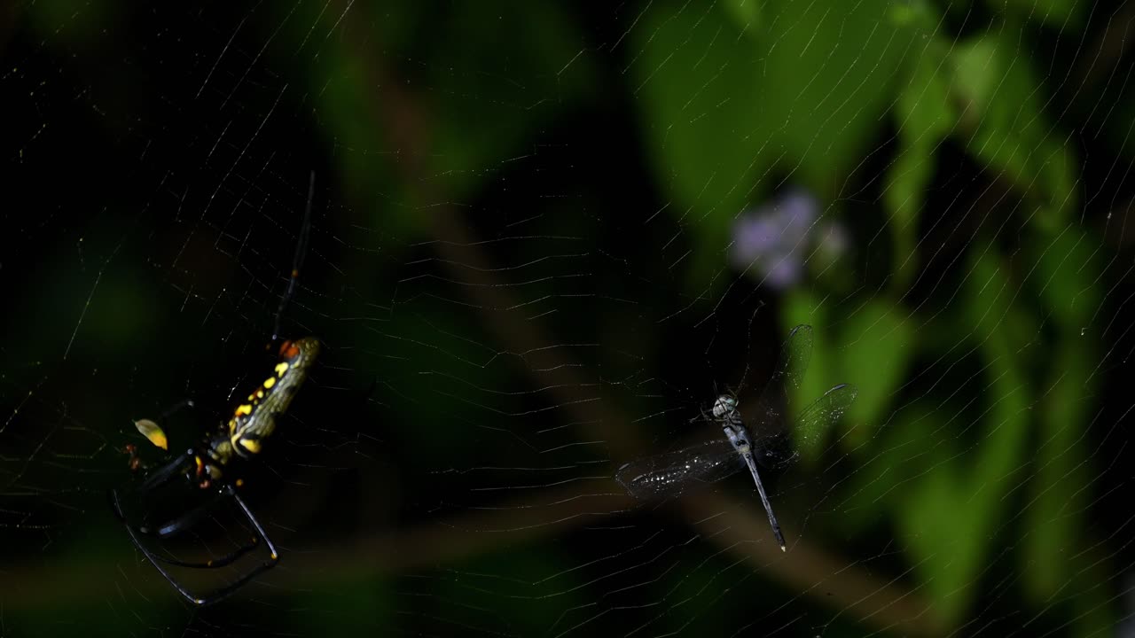 거대한 나무 거미, nephila, kaeng krachan 국립 공원, 태국