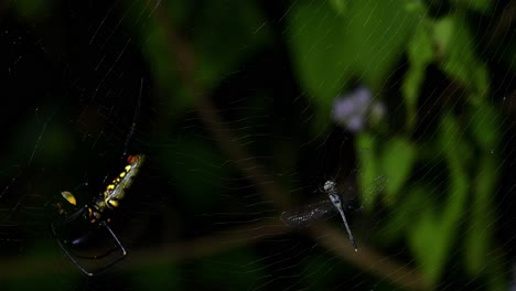 Giant-Wood-Spider,-Nephila,-Kaeng-Krachan-National-Park,-Thailand