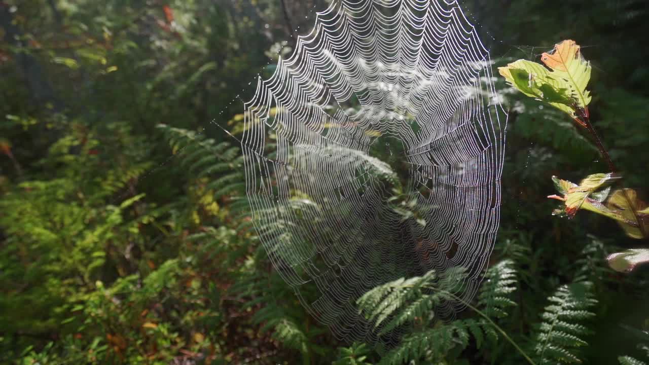 toma de bosque en cámara lenta de telaraña bajo el sol