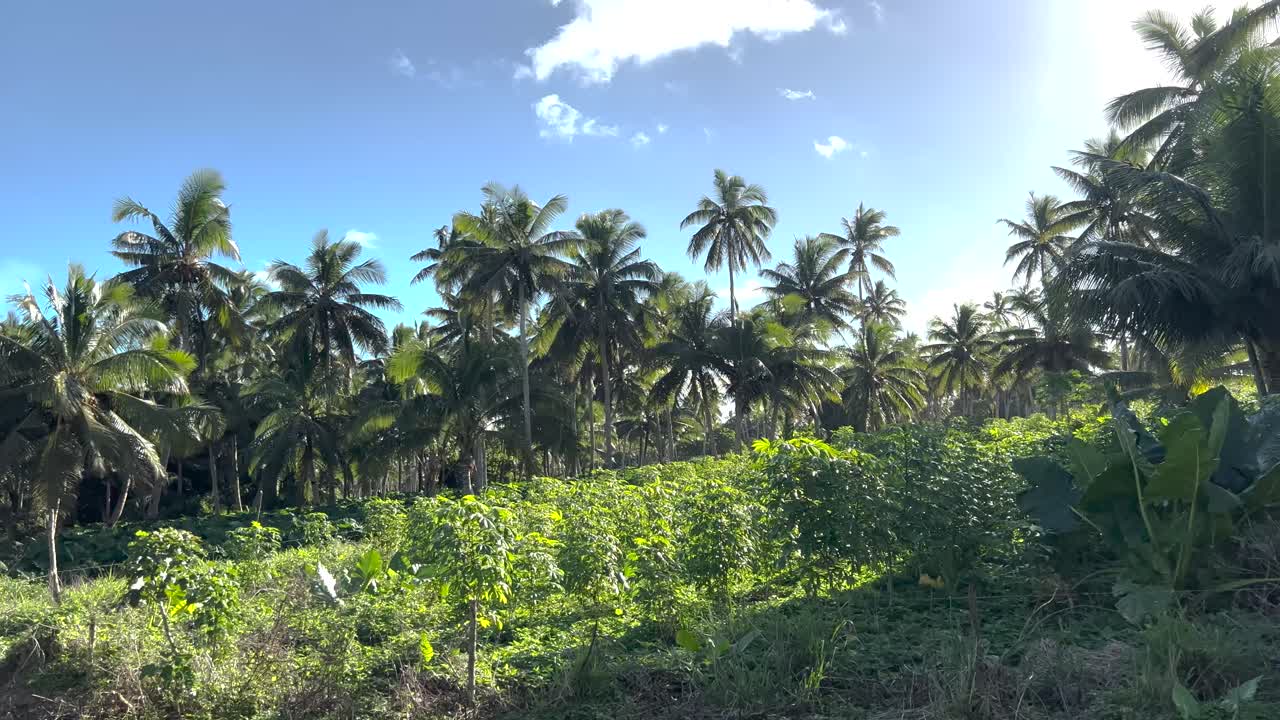 Small tropical crop plantation of cassava and coconut trees. Agriculture in Pacific Islands, Tonga