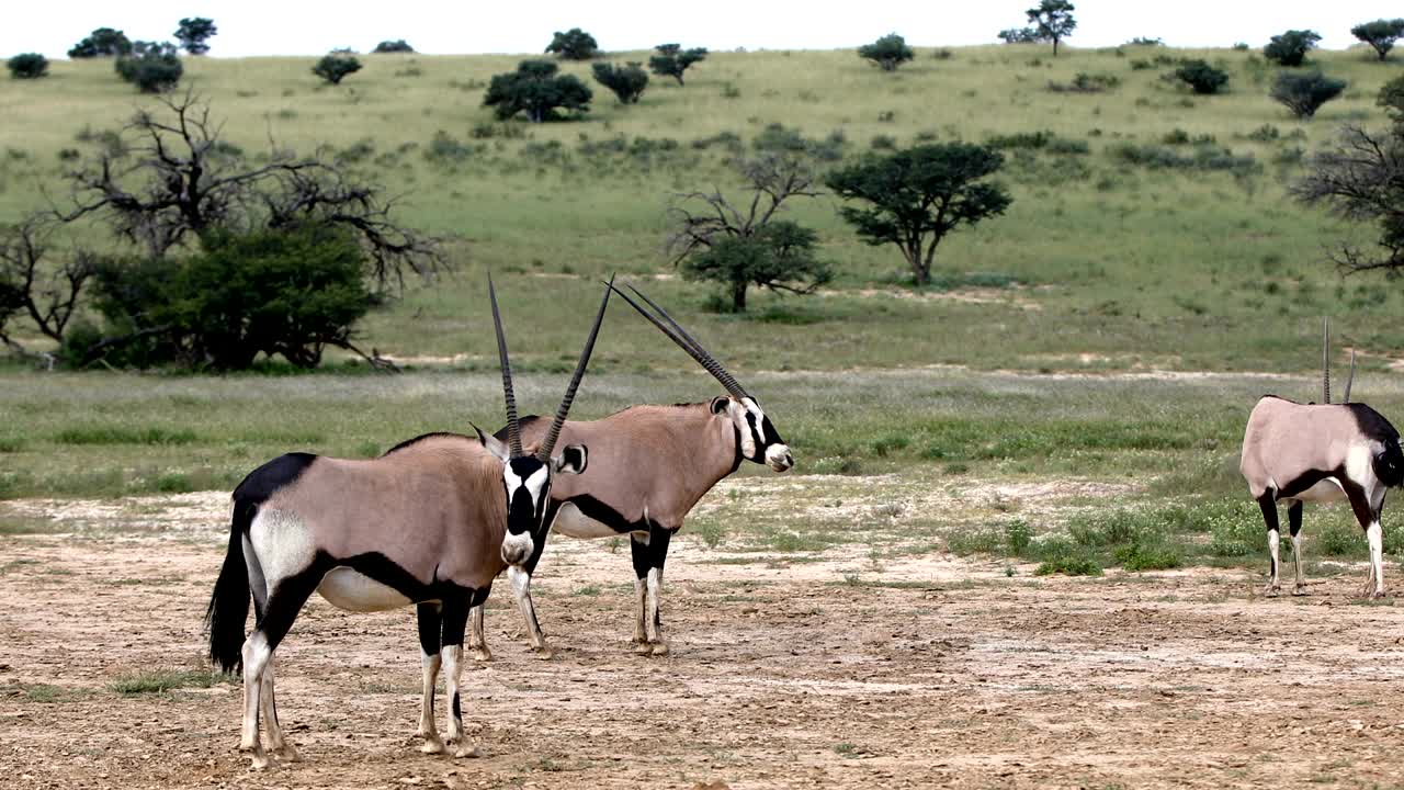 남아프리카 공화국 칼라하리 (kalahari) 에 있는 오릭스 가젤라 (oryx gazella)