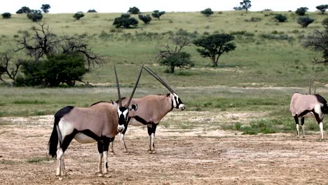 gemsbok, oryx gazella in kalahari, south africa