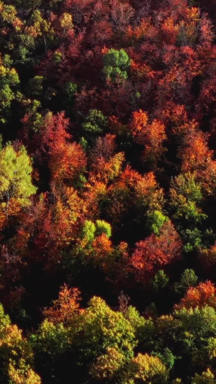 Natures Golden orange-red autumn forest tree canopy Aerial vertical backdrop