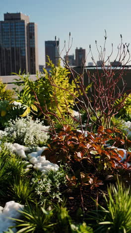 rooftop garden with city view