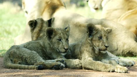 Mehrere-Löwenbabys-Legen-Sich-In-Der-Nähe-Der-Herde-Nieder