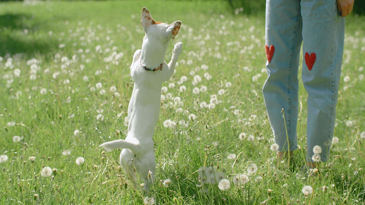 Dog playing in a field with a woman