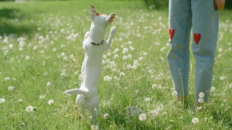 dog playing in a field with a woman