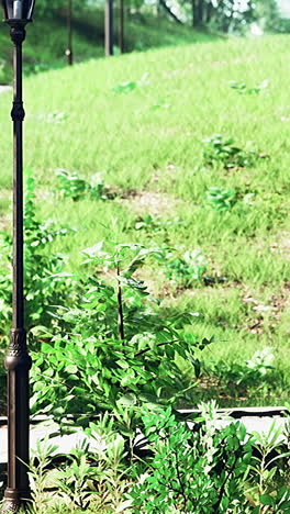 Green Park Pathway with Street Lamp