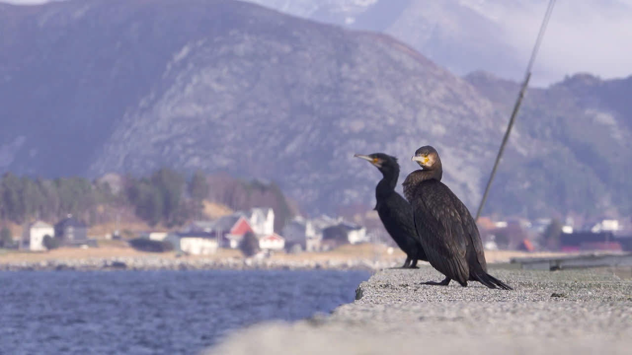 아름다운 풍경을 즐기는 항구의 가마우지