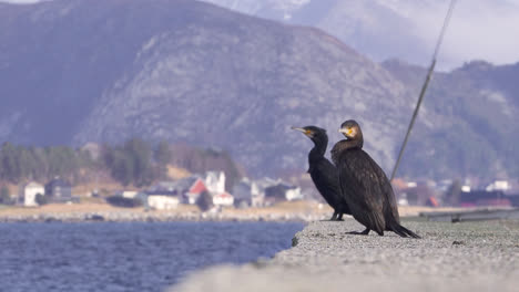 cormorants in a harbor enjoying beautiful scenery