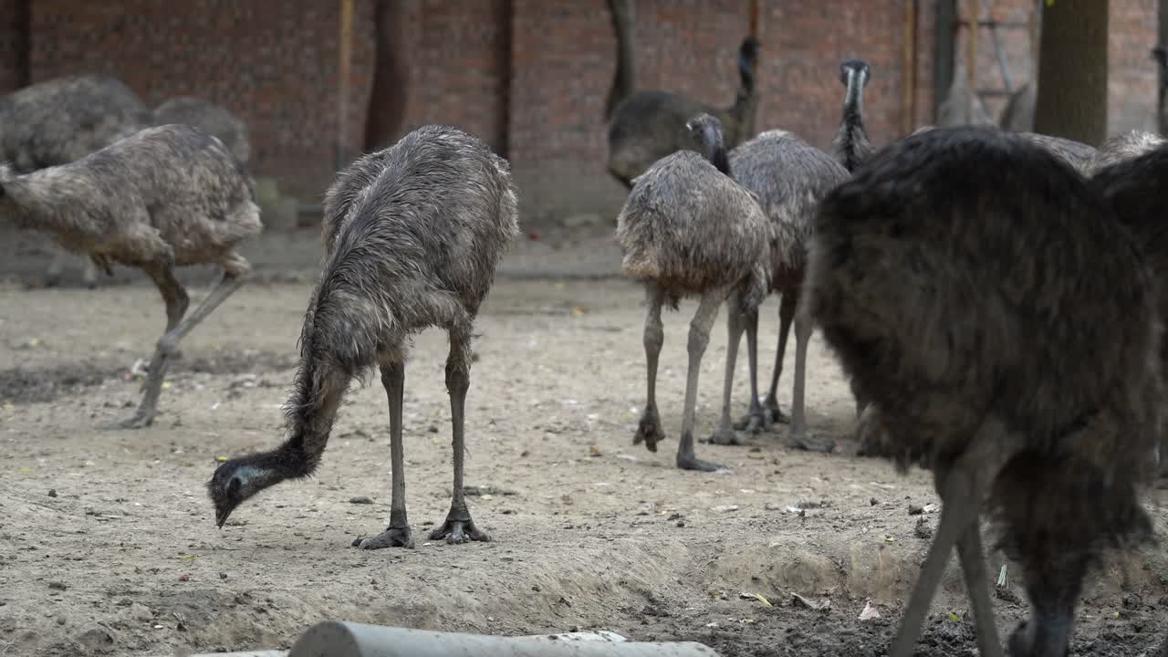 Emuer i Nantong Forest Wild Zoo
