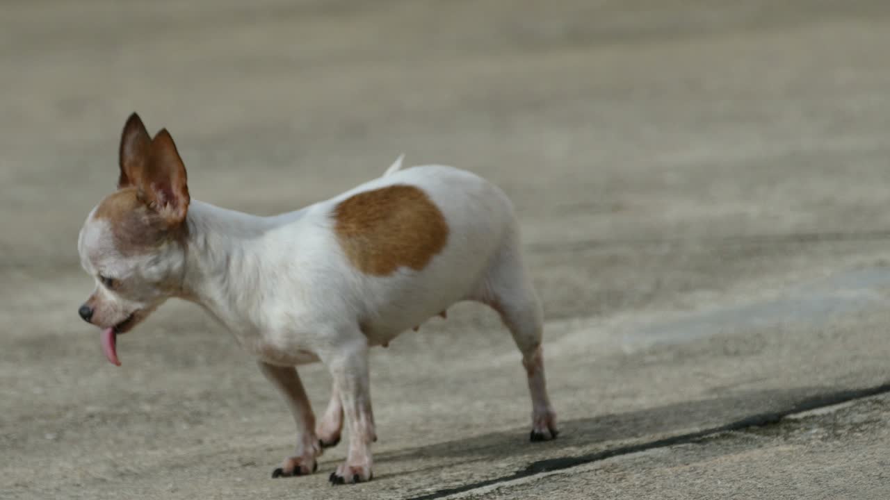 Chihuahua dog sunbathing
