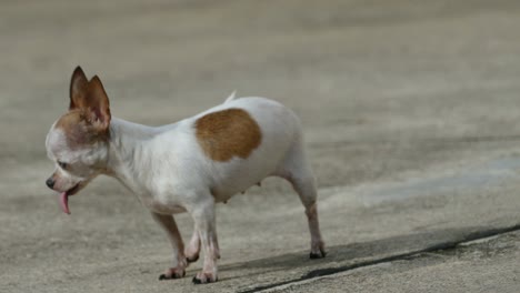 chihuahua dog sunbathing