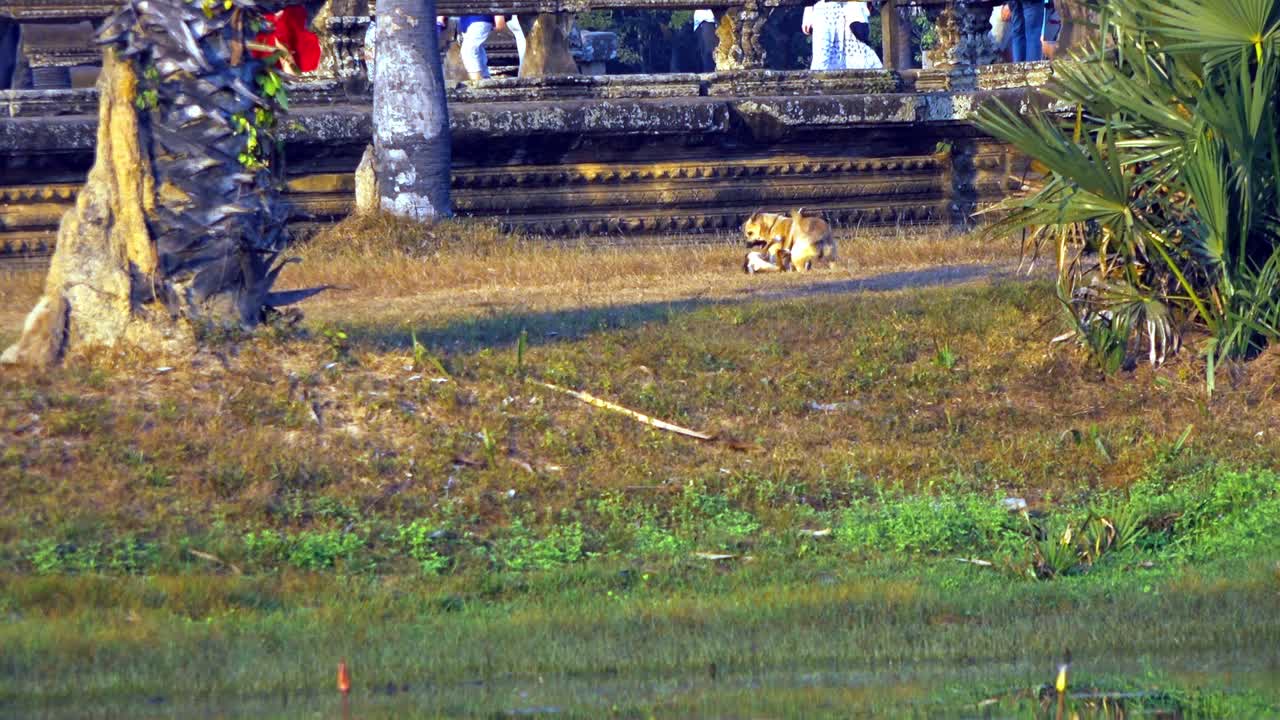 Wide Exterior Shot of Two Dogs Playing in the Grass bank Next to the Ancient Walk Way to Angkor Wat While Customers Legs are Walking on the Walk Way in The Back Ground