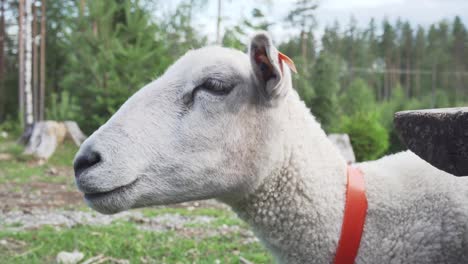 handheld  close-up shot of a sheep eating grass