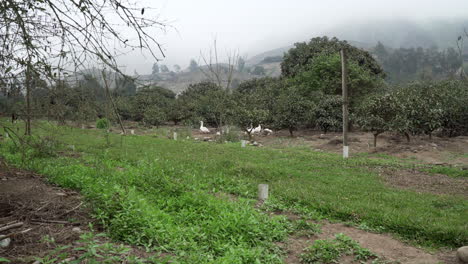 Tiro-Largo-De-Una-Bandada-De-Patos-En-Una-Granja-En-Pachacamac,-Lima,-Perú