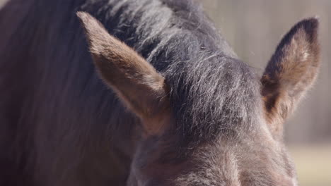 Closeup-frontal-shot-on-face-of-chestnut-horse-on-farm