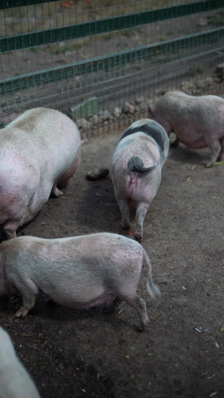 창고에 힌 돼지