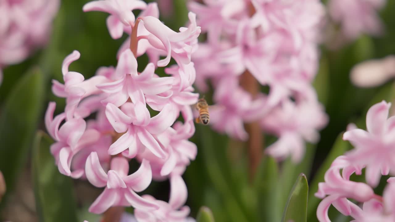 A macro shot in super slow motion of a bee flying and hovering around a pink flower, searching for a place to land and collect pollen
