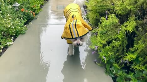 perro maltés con chubasquero amarillo caminando por el camino bajo la lluvia, cámara lenta