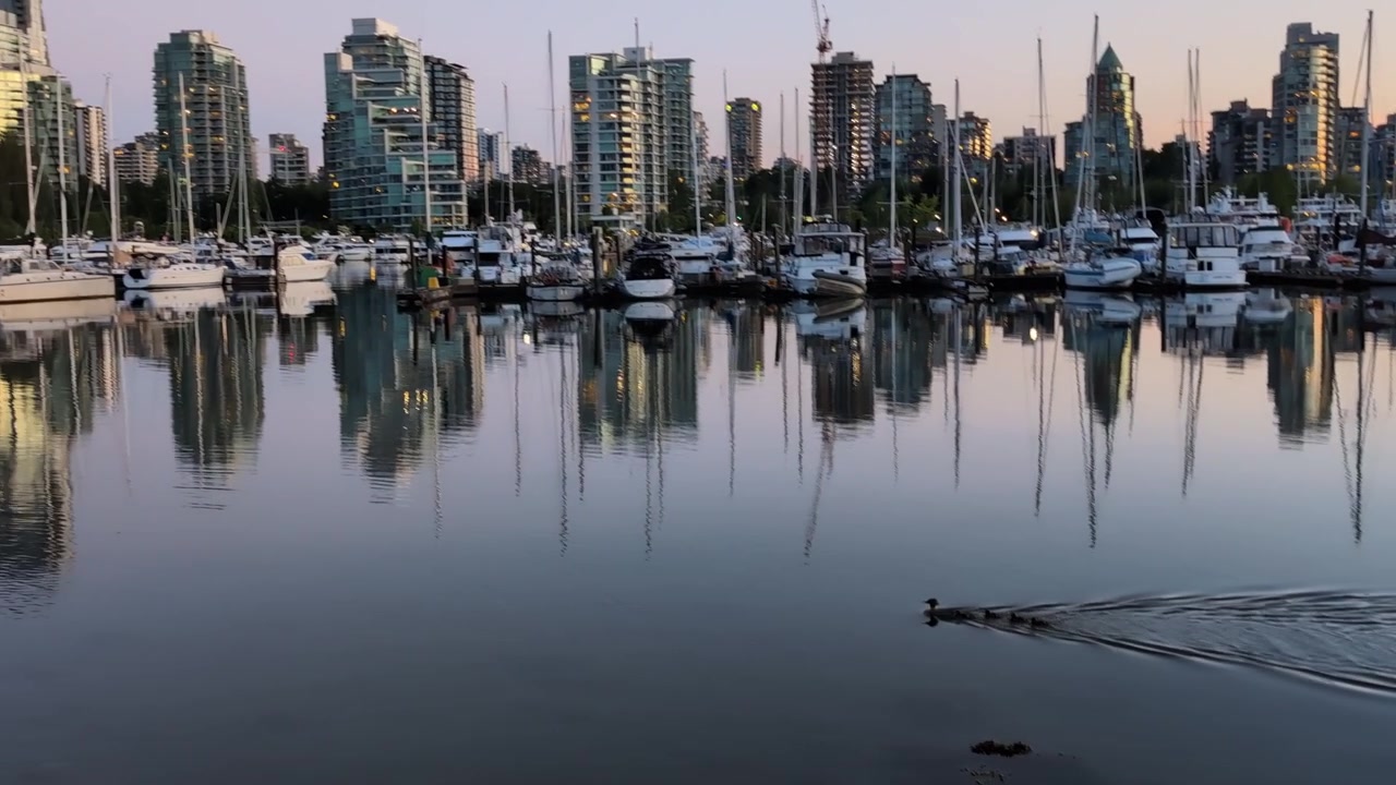 Famiglia di anatre che nuota attraverso la marina nella città di Vancouver.