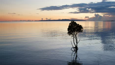 tree in the middle of a lake