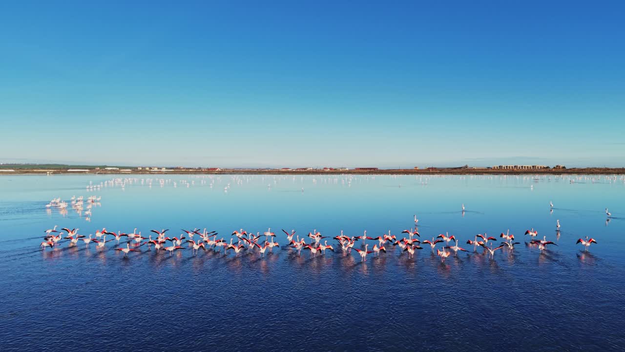 Flamingos gather and take flight over calm water in a bright blue sky