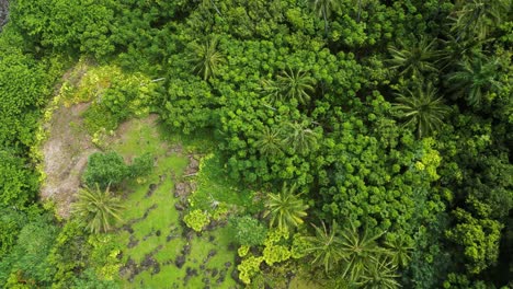 Aerial-top-down-shot,-rising-over-forest-on-Big-Island,-Hawaii