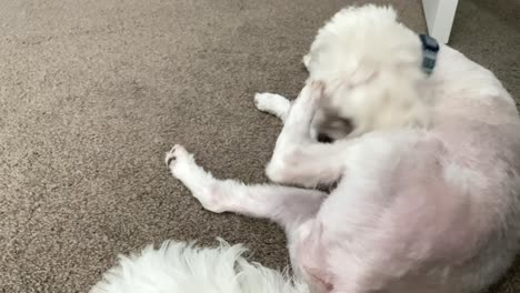 white maltese dog, licking and scratching fur and paw, handheld view