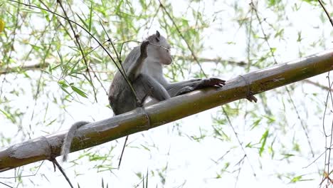 Los-Macacos-De-Cola-Larga-Son-Los-Monos-Más-Fáciles-De-Encontrar-En-Tailandia,-Ya-Que-Están-Presentes-En-Complejos-De-Templos,-Parques-Nacionales-E-Incluso-Pueblos-Y-Ciudades