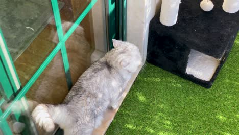 silver shaded british cat walking in sunny garden ignoring the camera