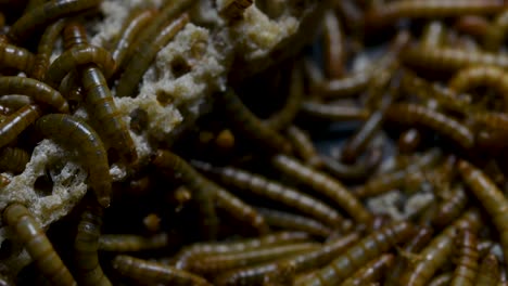 The-Mealworm-is-a-species-of-Darkling-Beetle-used-to-feed-pets-like-fish,-snakes,-birds,-and-frogs