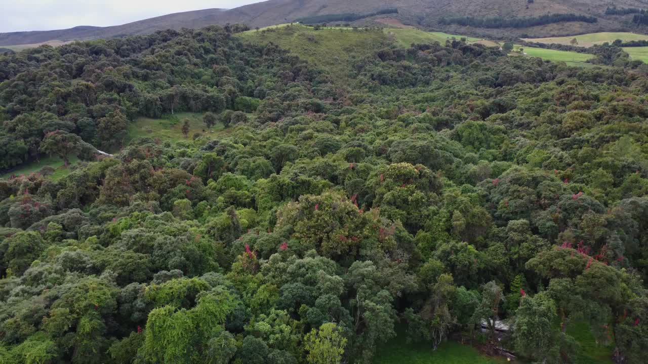 drone retirándose de un bosque exuberante en medio de las montañas de los andes en ecuador