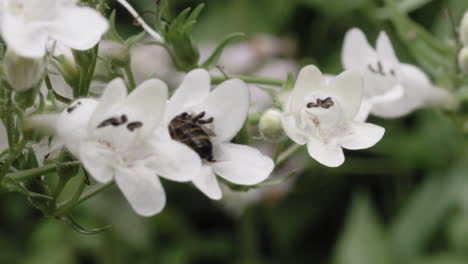 a bee pollenates white flowers on an overcast summer day