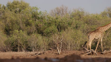 wide shot of a young giraffe walking past in front of a treeline in mashatu game reserve, botswana