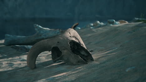 close up of an animal skull lying in sand