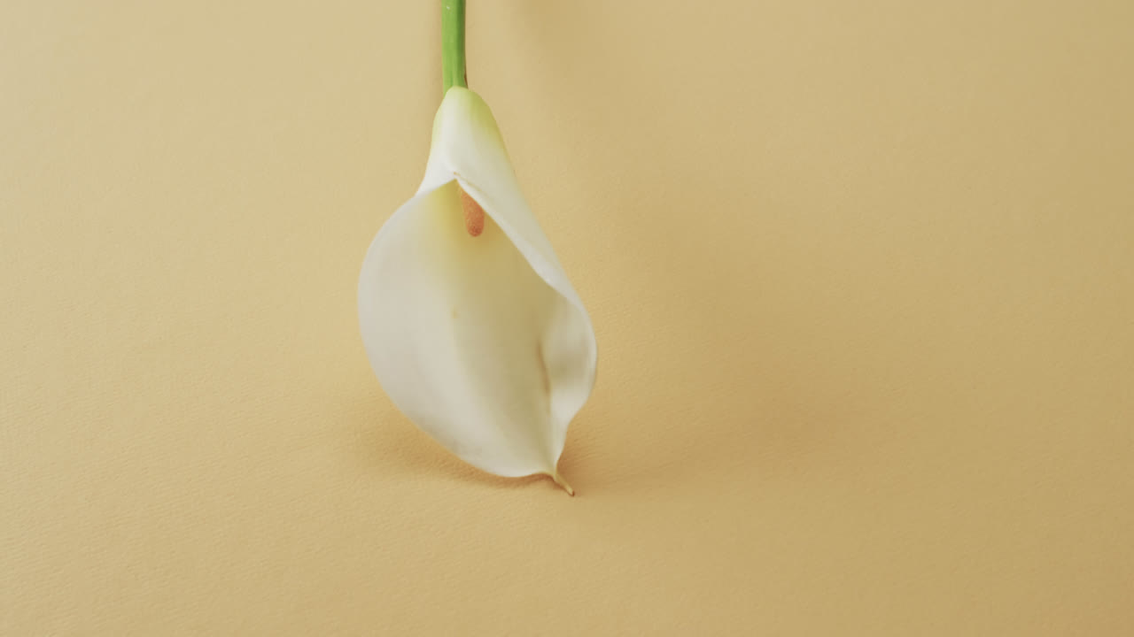 video de la flor de kalia blanca con espacio de copia en fondo amarillo