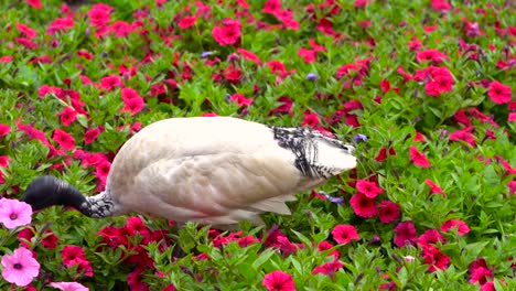 Australia---Bin-Pollo-En-Busca-De-Comida-Mientras-Camina-En-Las-Flores-Rosas---Primer-Plano