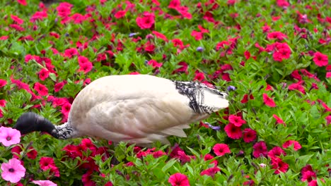 australia - bin pollo en busca de comida mientras camina en las flores rosas - primer plano