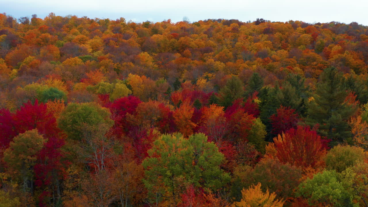 hermoso disparo de dron volando sobre un hermoso bosque que cambia de color para el otoño