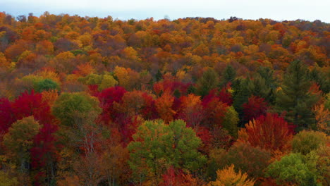 Beautiful drone shot flying over a gorgeous forest changing colors for the Fall