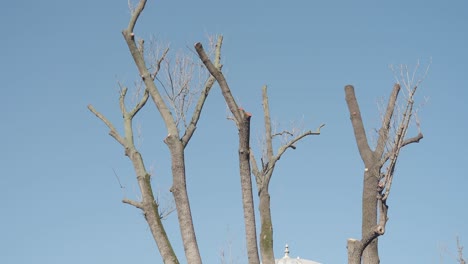 bare branches of a tree against a blue sky