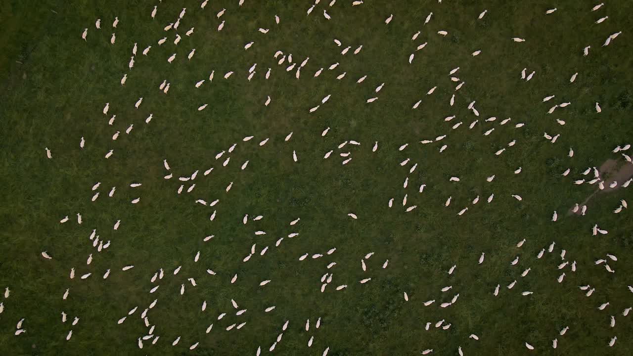 무성한 초원에서 이동하는 많은 양 떼의 정적 하향식 드론 보기