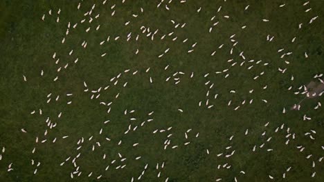 static top-down drone view of large flock of sheep migrating on lush meadow