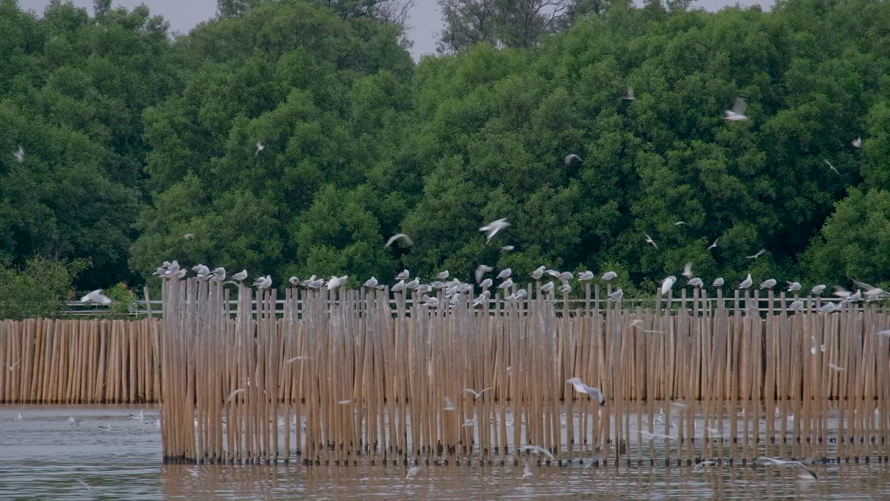 갈매기 떼가 날아다니며 태국에 있는 물고기 울타리의 나무 기둥에 앉아 있다