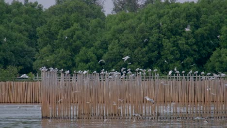 Bandada-De-Gaviotas-Volando-Y-Sentadas-En-Postes-De-Madera-De-Valla-De-Pescado-En-Tailandia