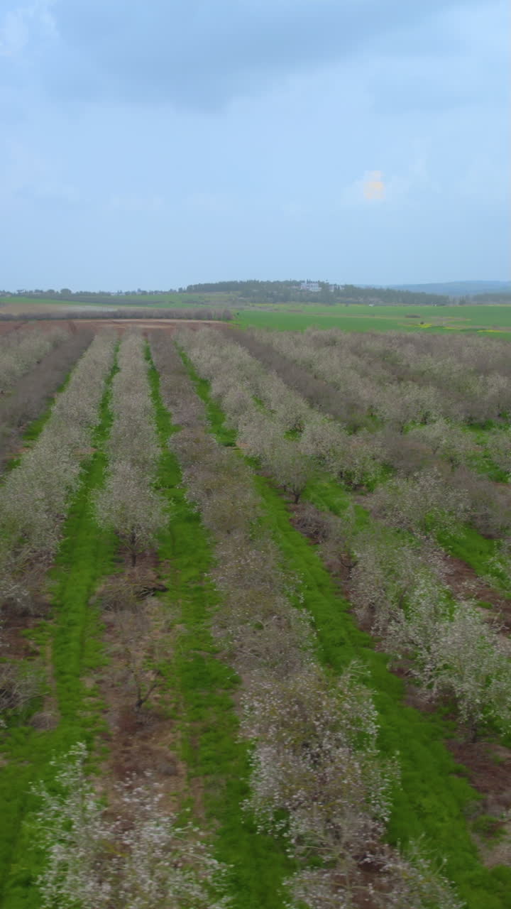 Slow slide in shot to the right of a flight over the blossoms of an almond field, slow drone Vertical movement